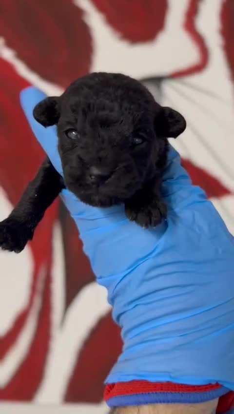 Mixed Breed dogs for sale: Patterpoo's - Video 2