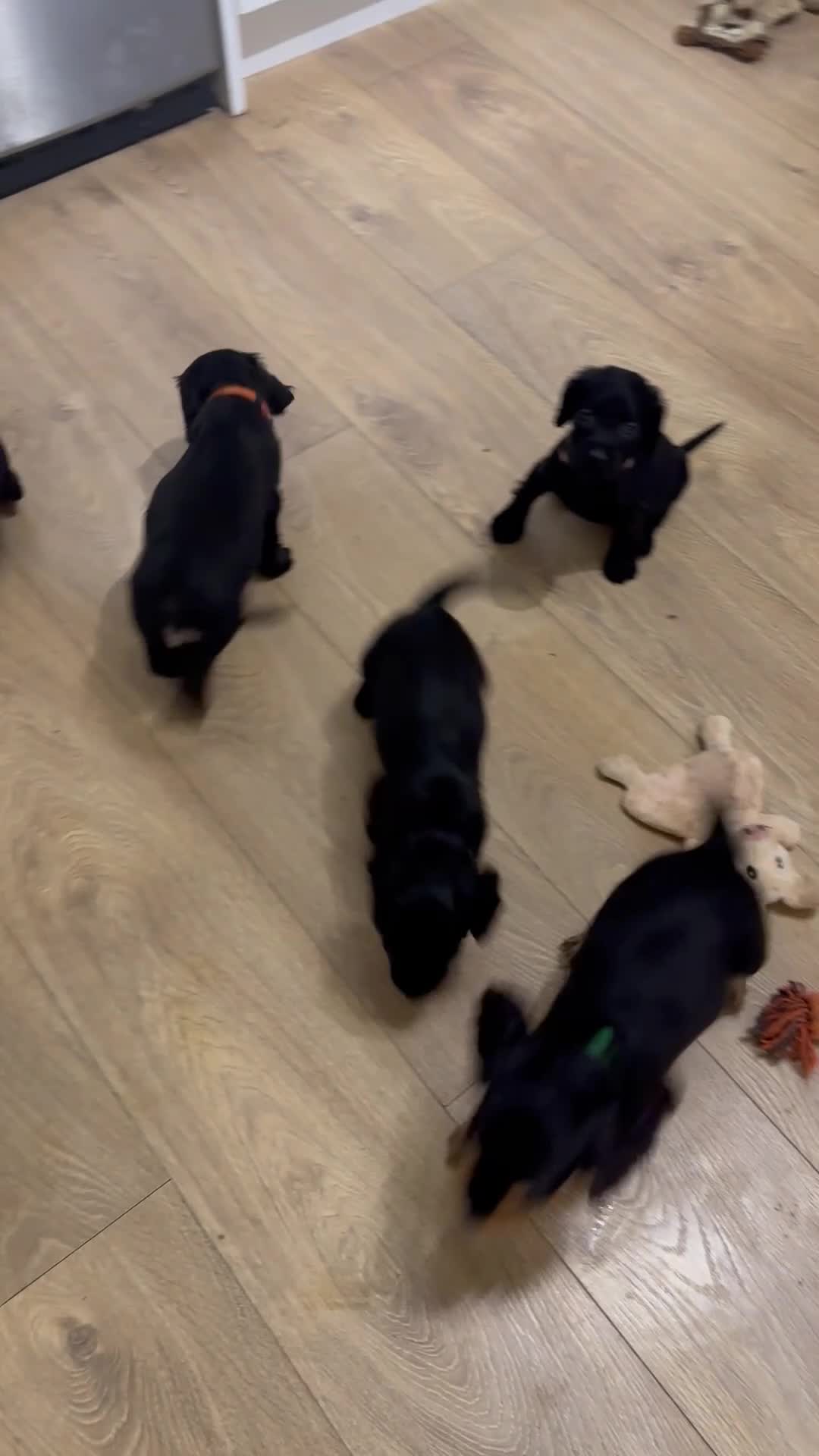 Sprocker dogs for sale: Sprocker puppies! - Video 1