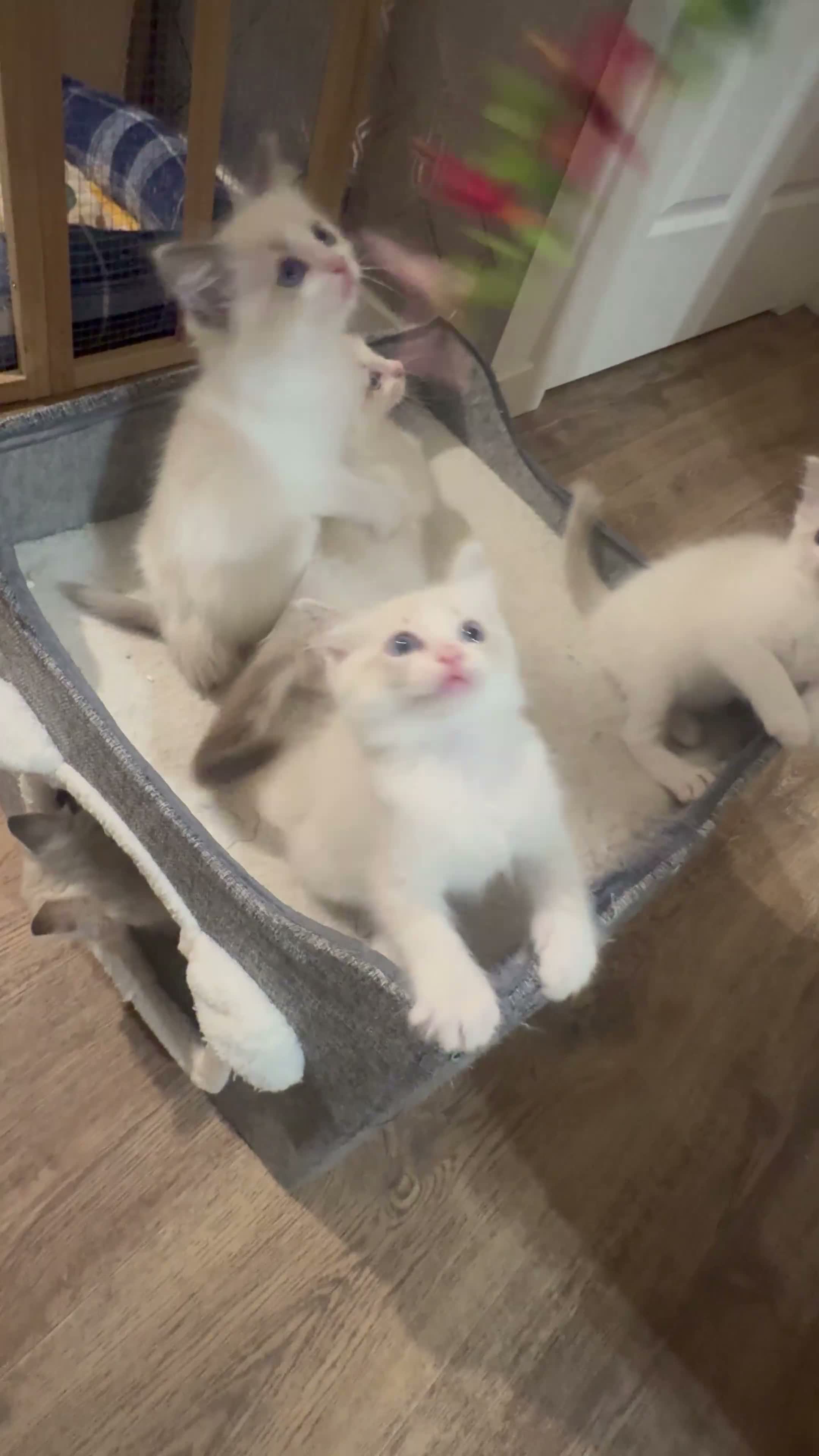 Ragdoll cats for sale: Stunning Ragdoll kittens - Video 3
