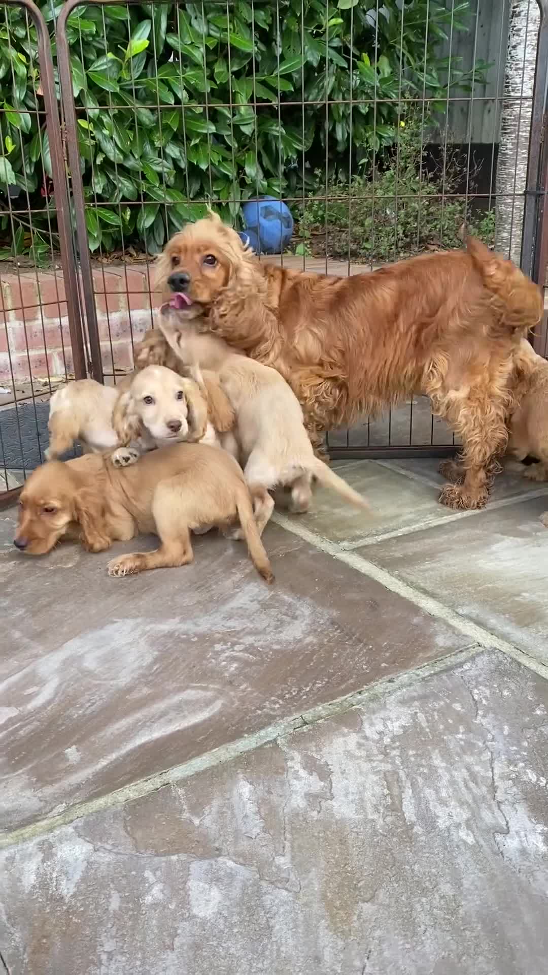 Cocker Spaniel dogs for sale: Gorgeous Adorable Golden Type Cocker  Spaniel  - Video 1