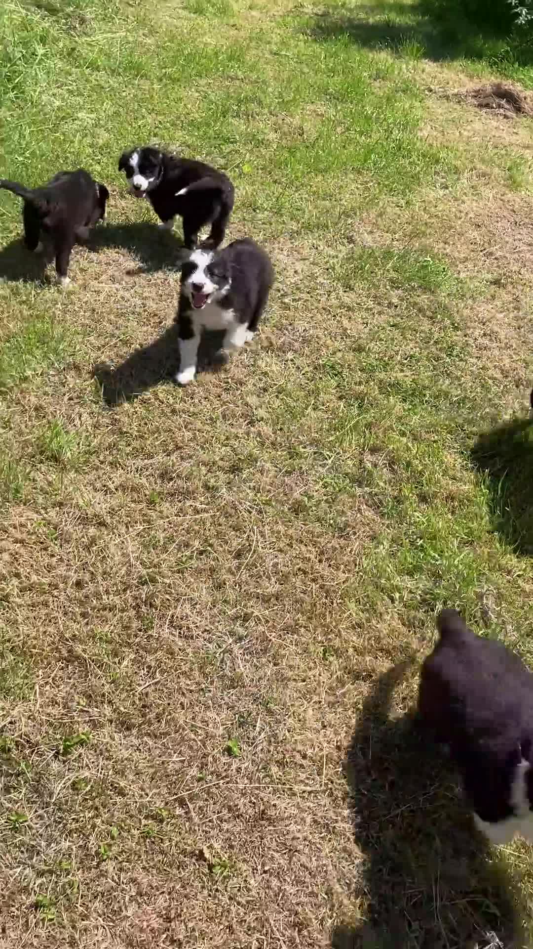 Border Collie dogs for sale: Beautiful Collie Pups for sale - Video 3