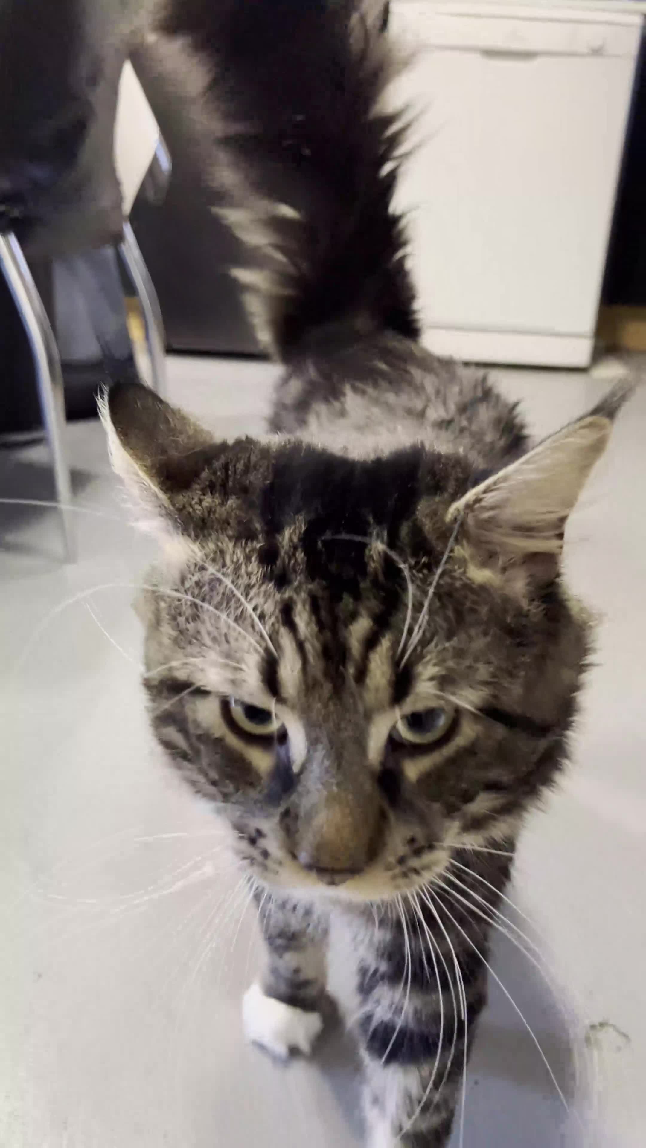 Maine Coon cats for sale: Maine coon Kittens 2 Males for sale, London in London - Video 2