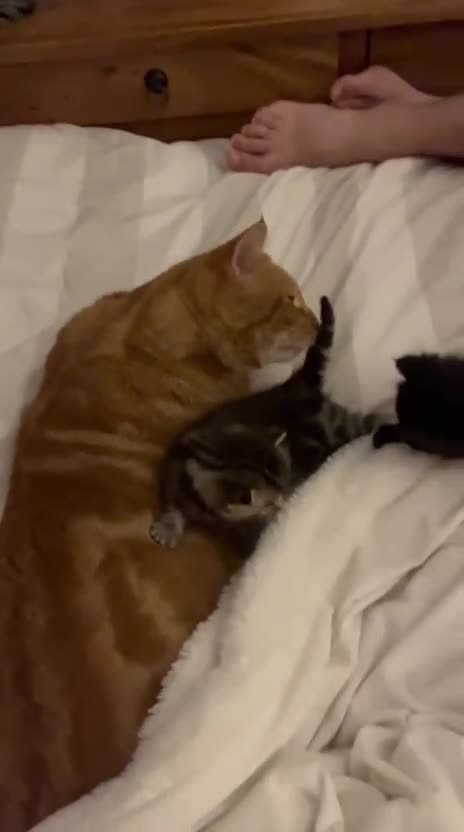 Mixed Breed cats for sale: Purr- fectly Adorable Kittens for loving homes - Video 1