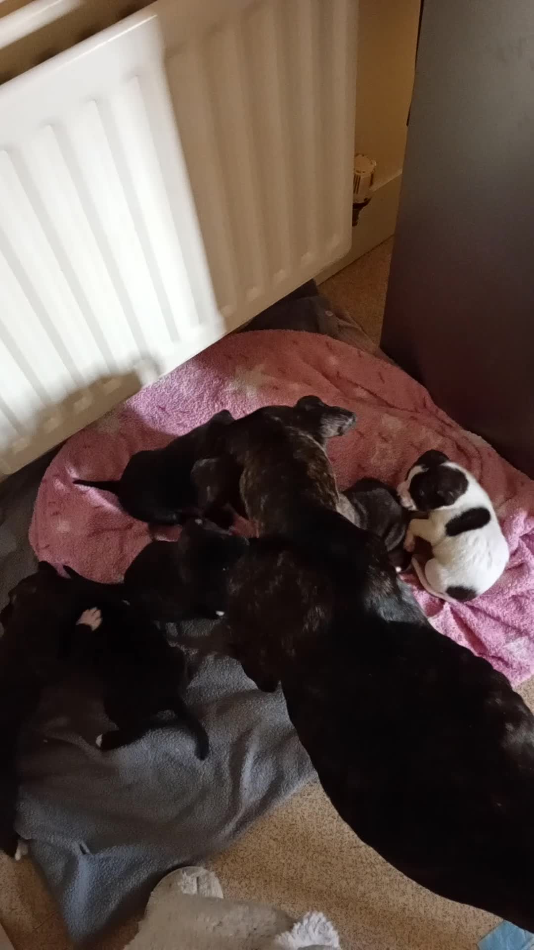 Mixed Breed dogs for sale: English bulldog cross cane corso - Video 1