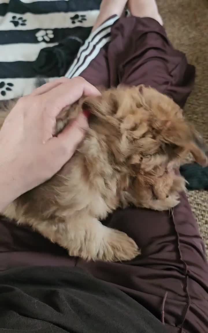 Pomapoo dogs for sale: Fluffy Pomapoos LITTLE BOY 💛 - Video 1