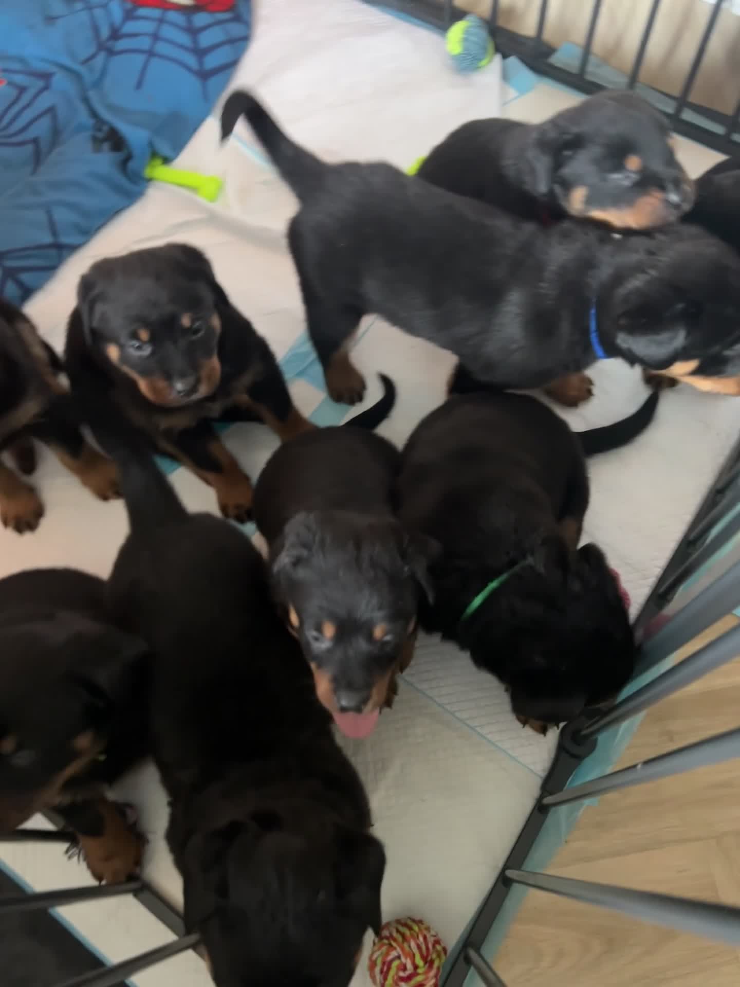 Rottweiler dogs for sale: Beautiful Rottweiler pups  - Video 2