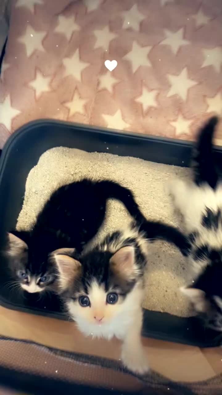 Mixed Breed cats for sale: Cute little Siberian cross kittens  - Video 2