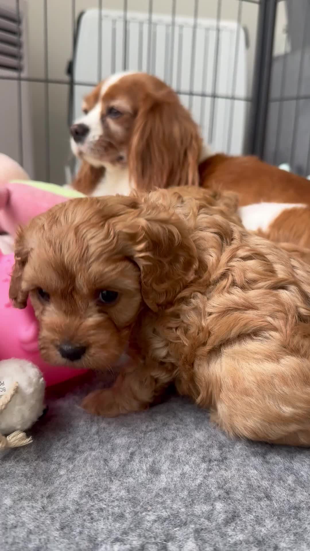 Cavapoo dogs for sale: Extensively Health tested F1 Cavapoo🐾 puppies - Video 3