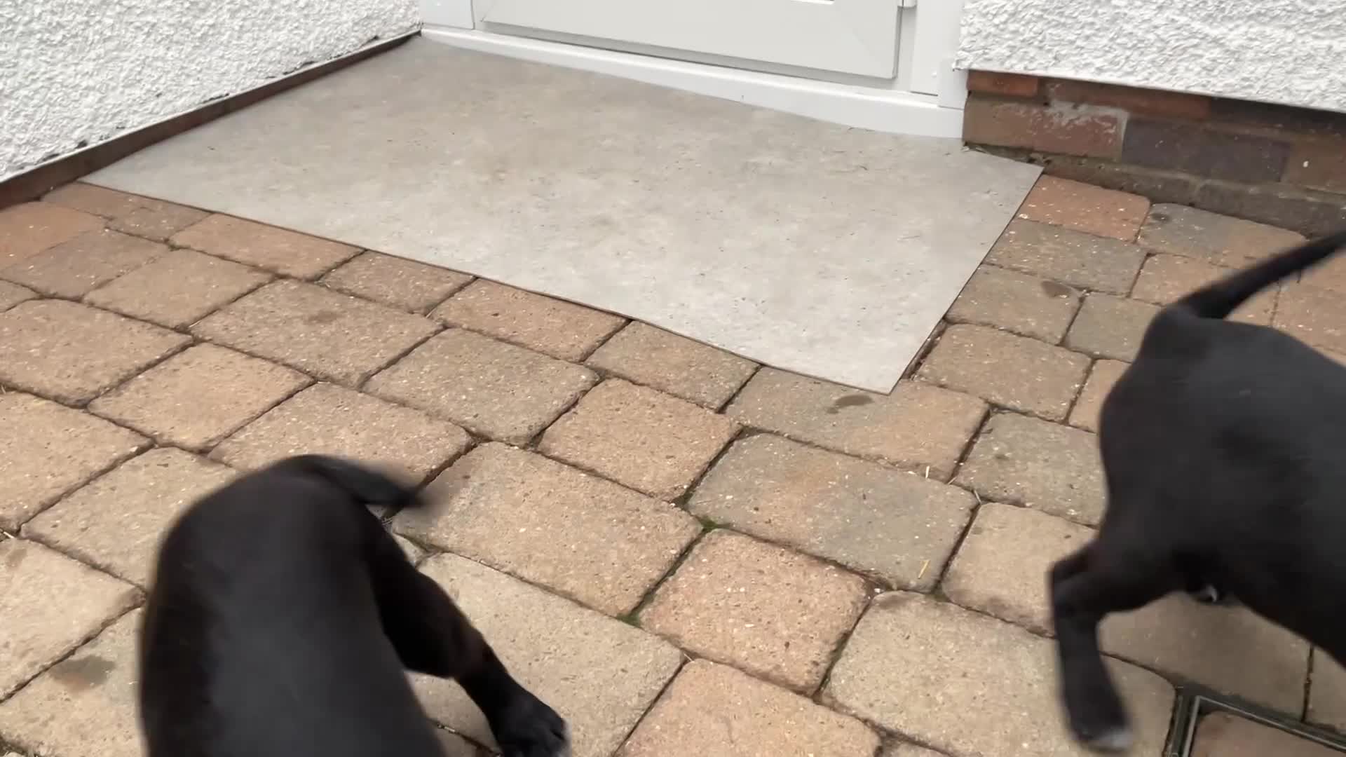 Springador dogs for sale: Springador puppies ready for their new homes - Video 1