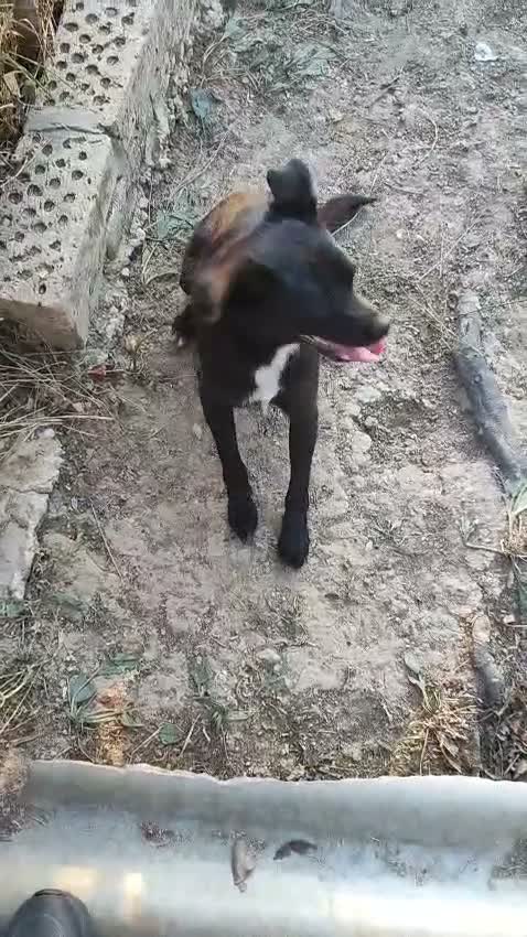 Mixed Breed dogs for adoption: Little Lad Vernon - Available for adoption - Video 5