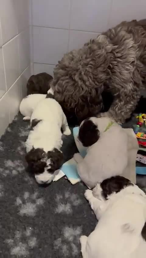 Cockapoo dogs for sale: F1b American Cockapoo’s  - Video 1