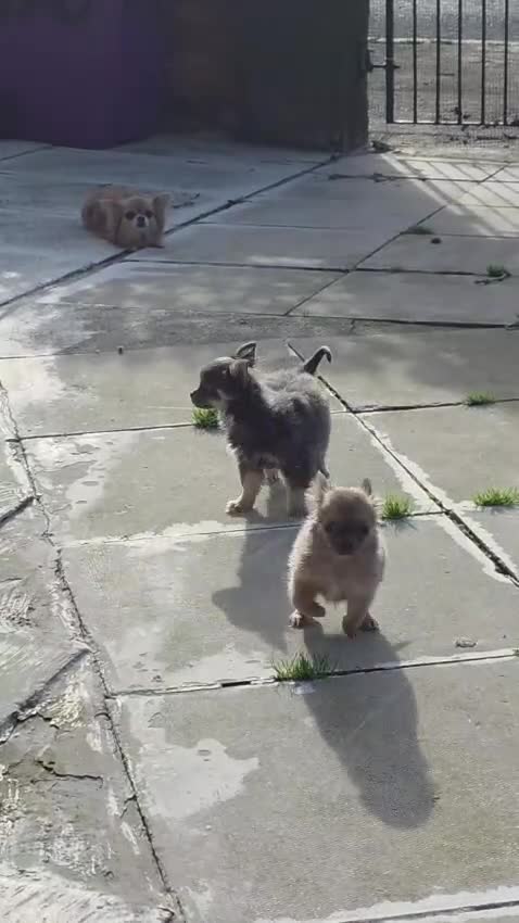 Chihuahua dogs for sale: Cheeky Chihuahua puppies long haired in Liverpool - Video 2