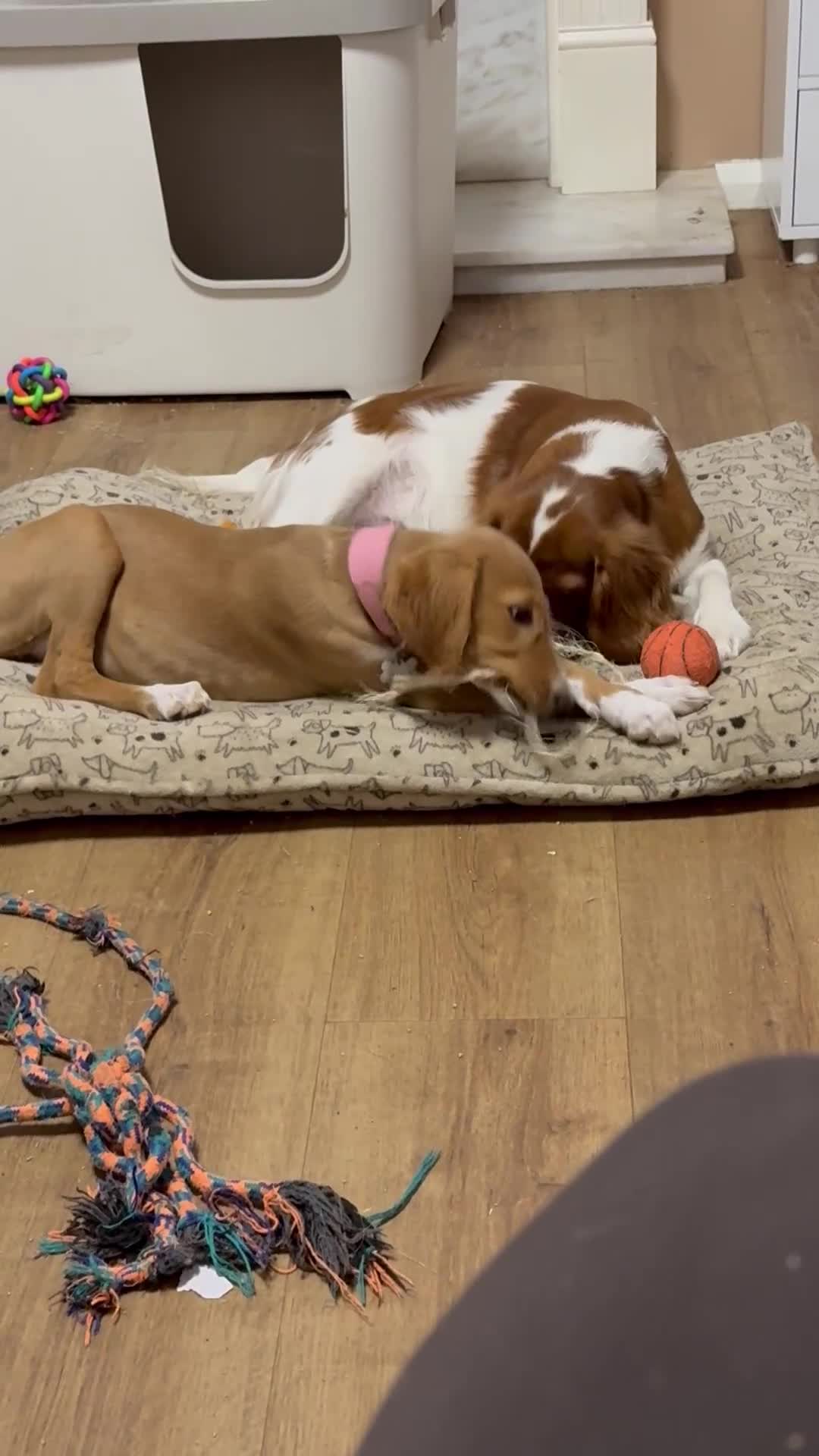 Mixed Breed dogs for sale: Beautiful Luna  - Video 1