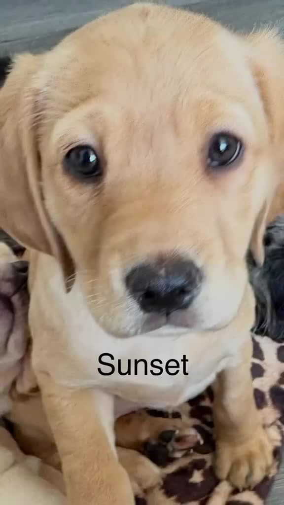 Cockerdor dogs for sale: Cockerdor puppies - Video 1