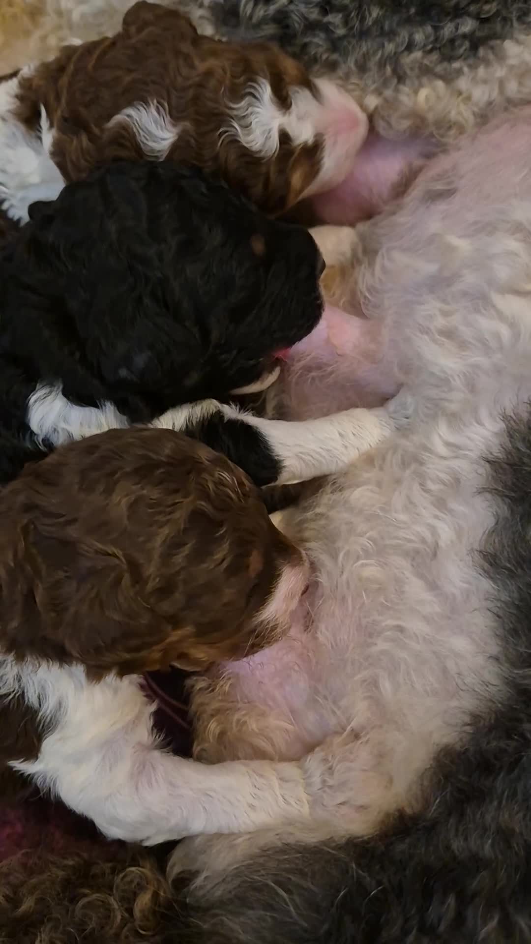 Standard Poodle dogs for sale: Beautiful KC registered parti tris - Video 1