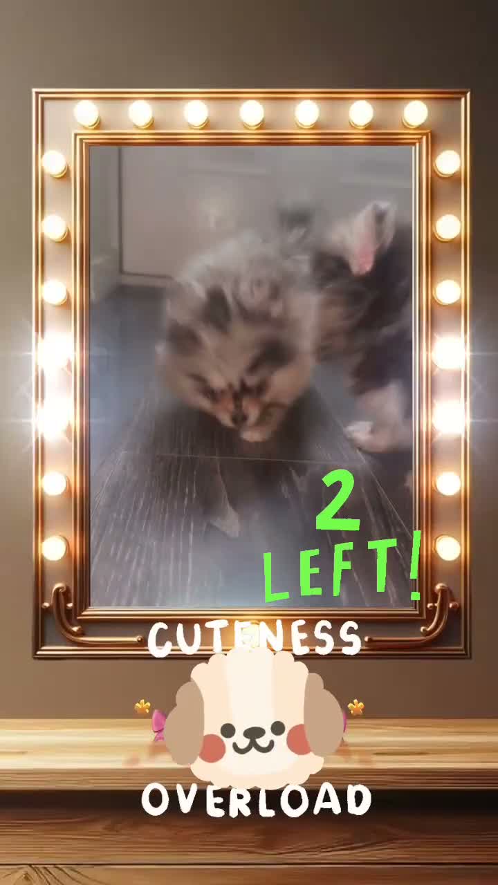 Pomeranian dogs for sale: 👀2 🐶 Left  ✨Four Mini Little Gems💎🐾🐶✨💜🧡🩶🤎 - Video 3