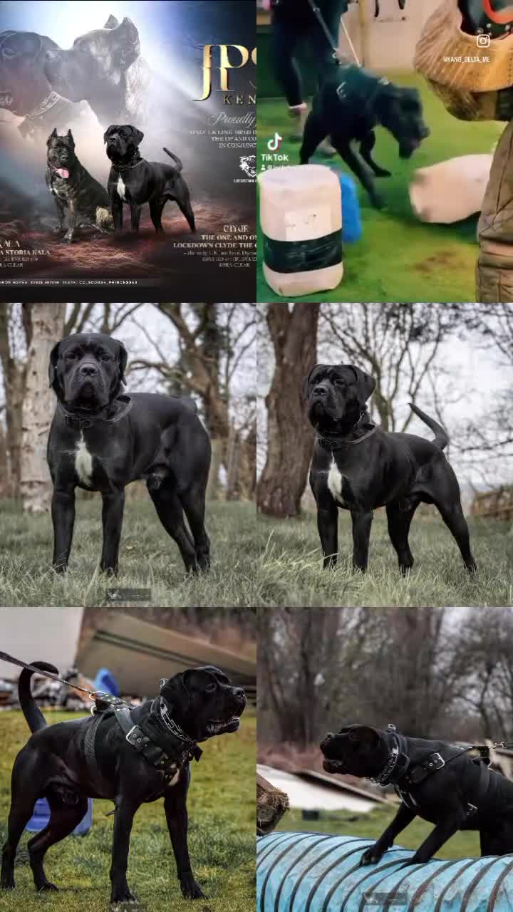 Cane Corso dogs for sale: 1 & only uk bloodline - Video 2