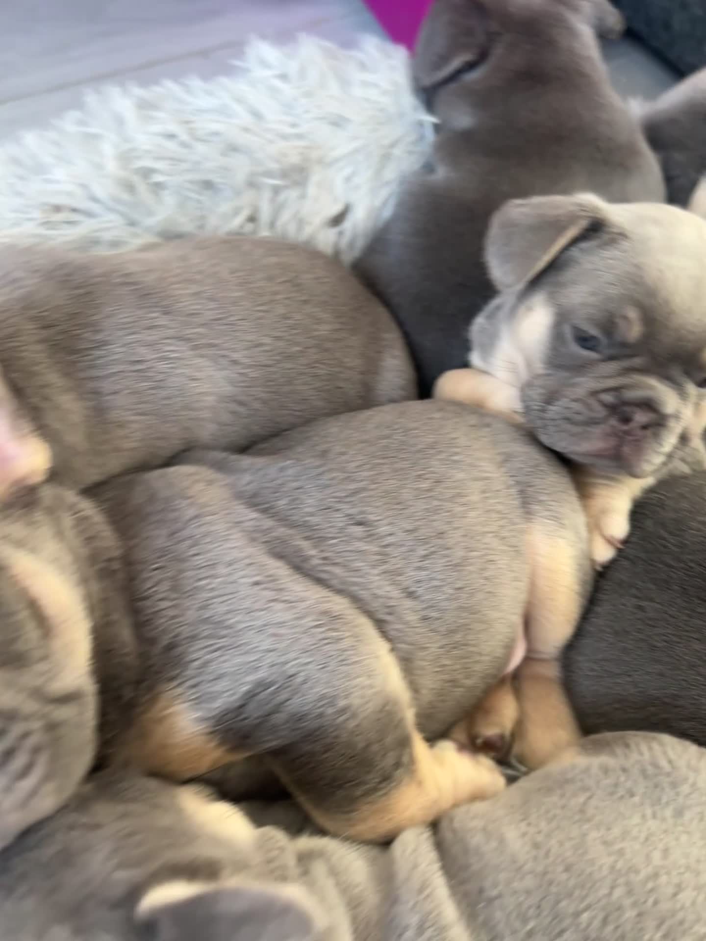 French Bulldog dogs for sale: NEW LUXURY FRENCHIES 2 GIRLS 3 BOYS LEFT - Video 2