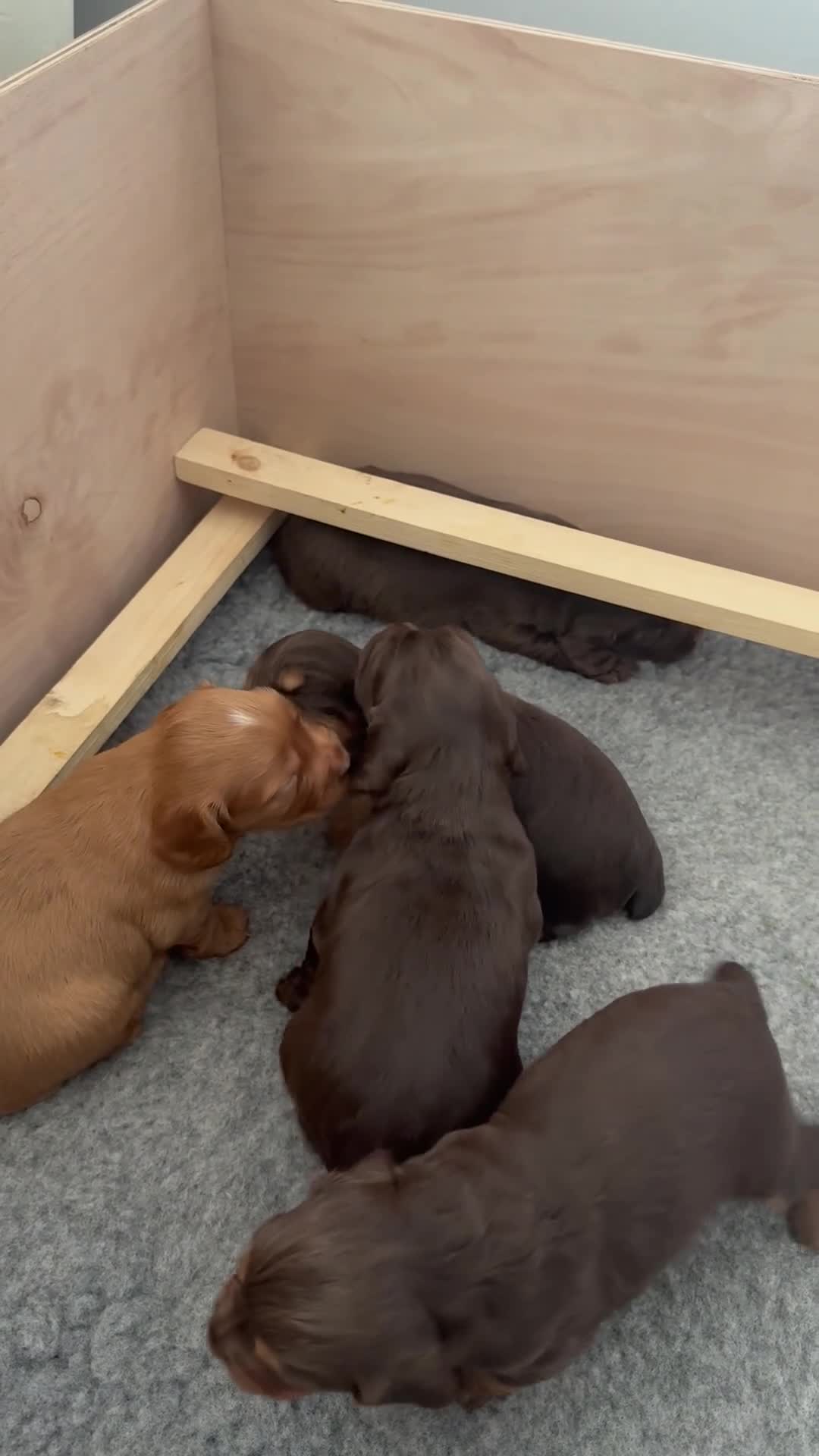 Cocker Spaniel dogs for sale: KC REGISTERED WORKING COCKER SPANIEl PUPPIES 💙💖 in Ryde - Video 2