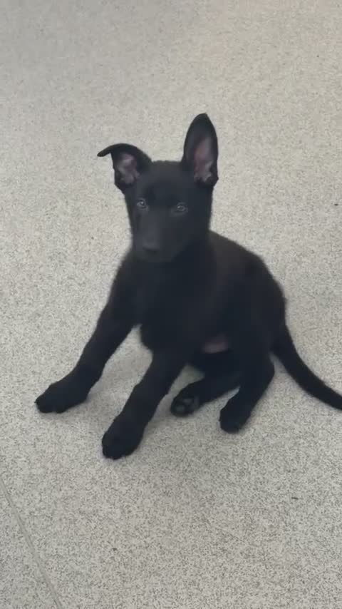 German Shepherd dogs for sale: German Shepherd 🐾🐕‍🦺 - Video 1