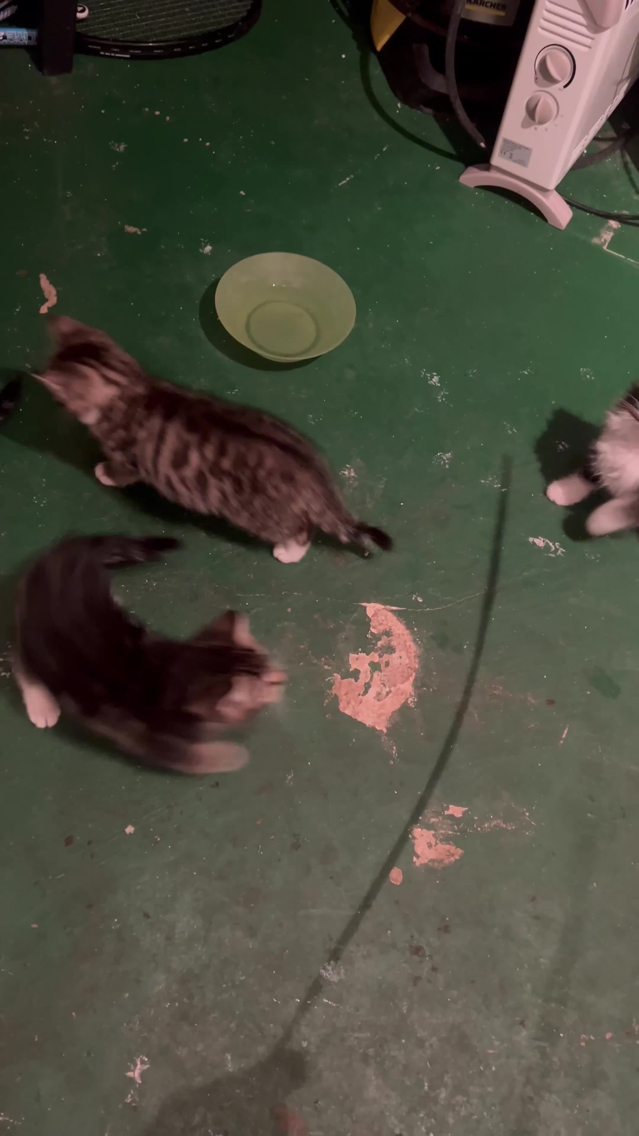 Mixed Breed cats for sale: 5 Little Furballs Looking For Loving Homes😻😻 - Video 3