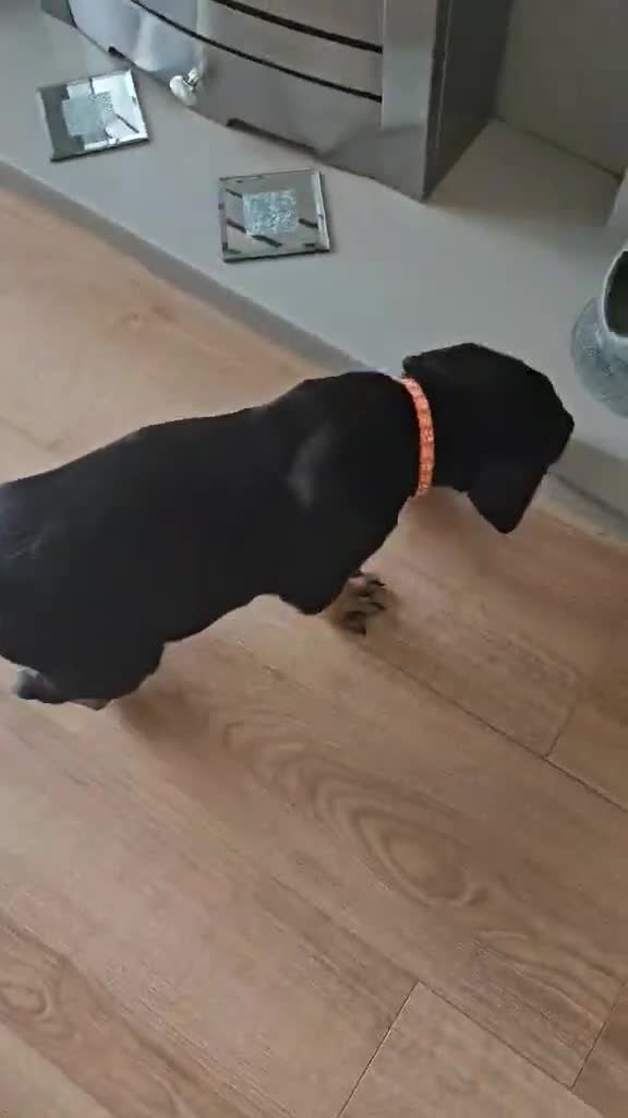 Mixed Breed dogs for sale: Rottweiler x American Staffy Puppies - Video 5