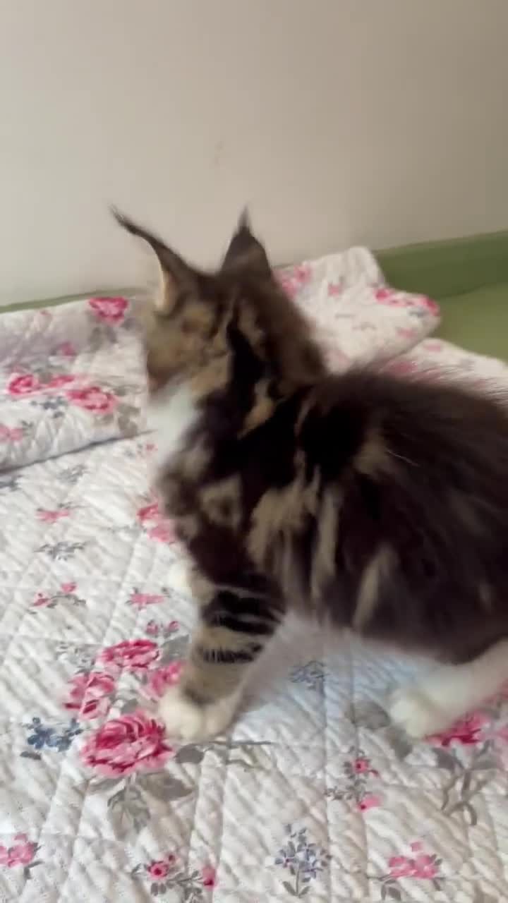 Maine Coon cats for sale: Full Maine Coon Kittens - Video 3