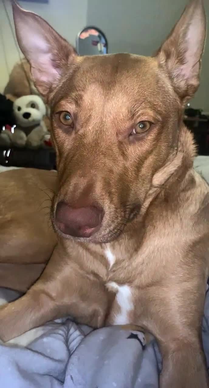 Labrador Retriever dogs for sale: skye x - Video 2