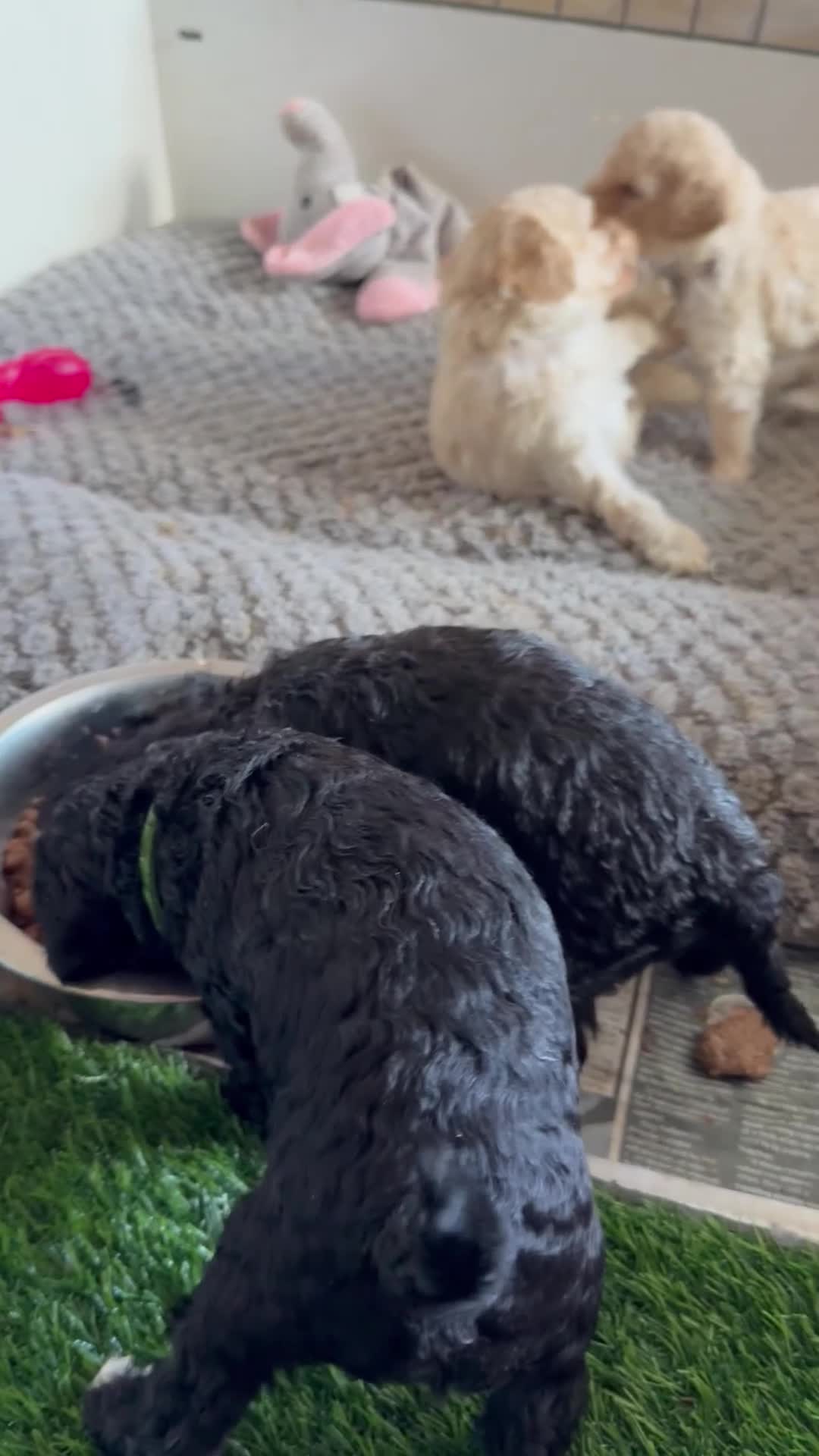 Miniature Poodle dogs for sale: Small Fluffy Miniature Poodles - Video 1