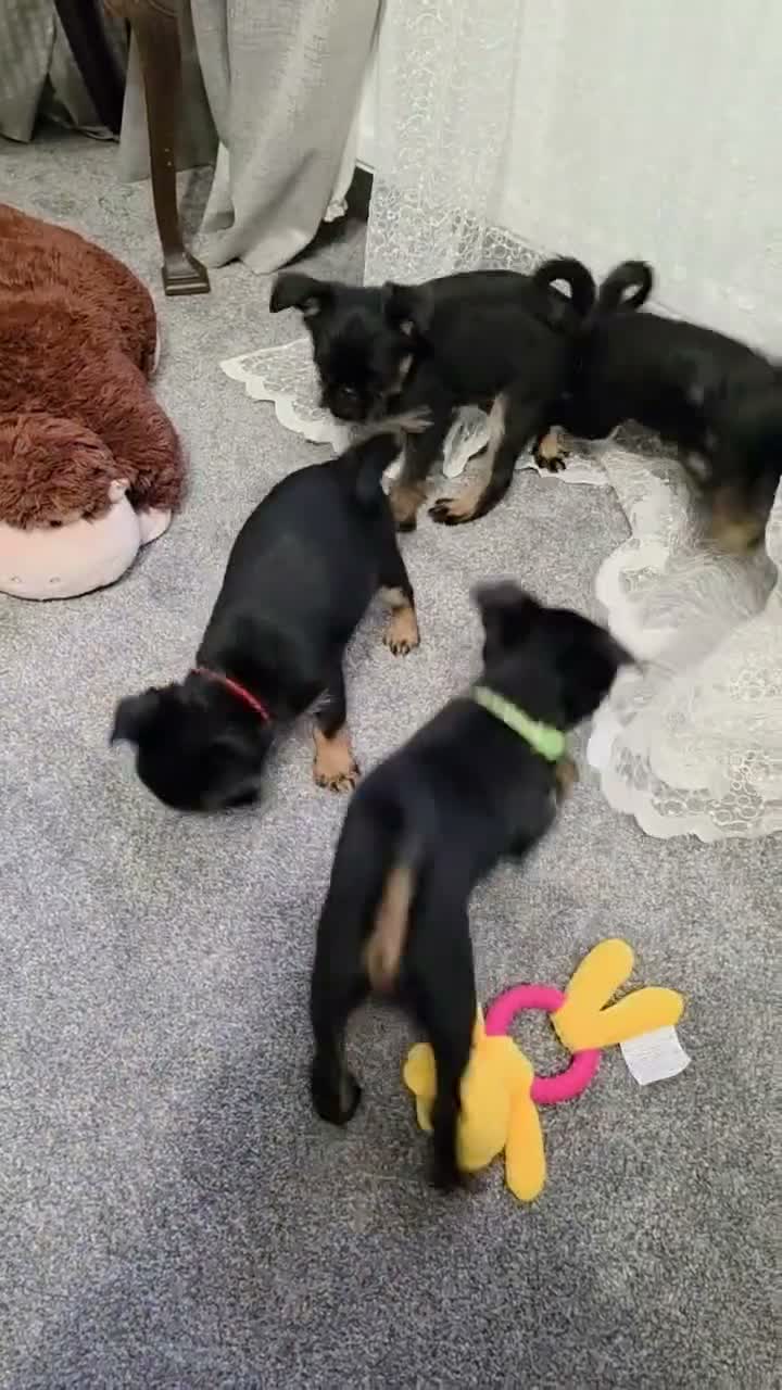 Griffon Bruxellois dogs for sale: Stunning Griffon Bruxellois puppies KC registered - Video 1