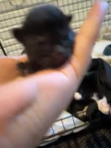 Mixed Breed cats for sale: Mixed breed, mum is ragdol cross  - Video 3