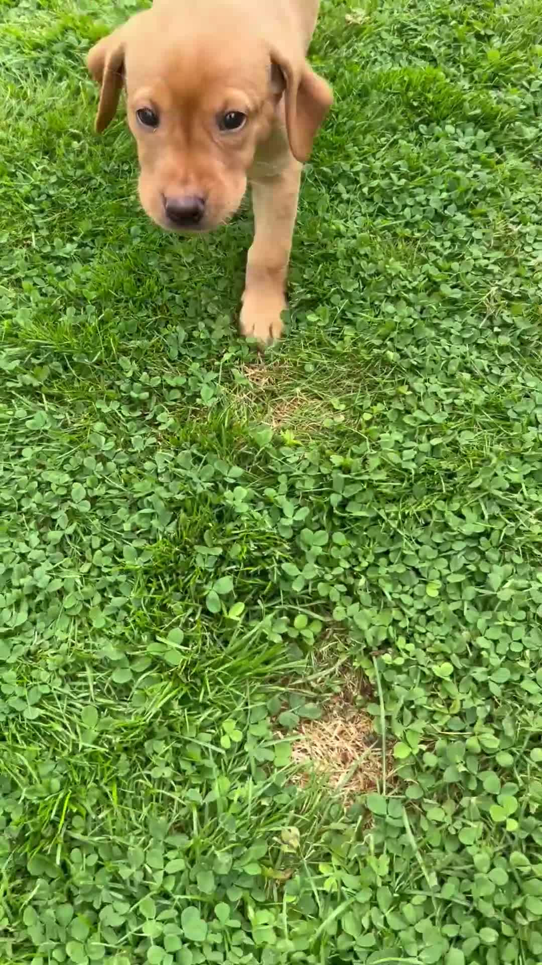 Labrador Retriever dogs for sale: KC REG FOX RED LABRADOR PUPPIES - Video 5