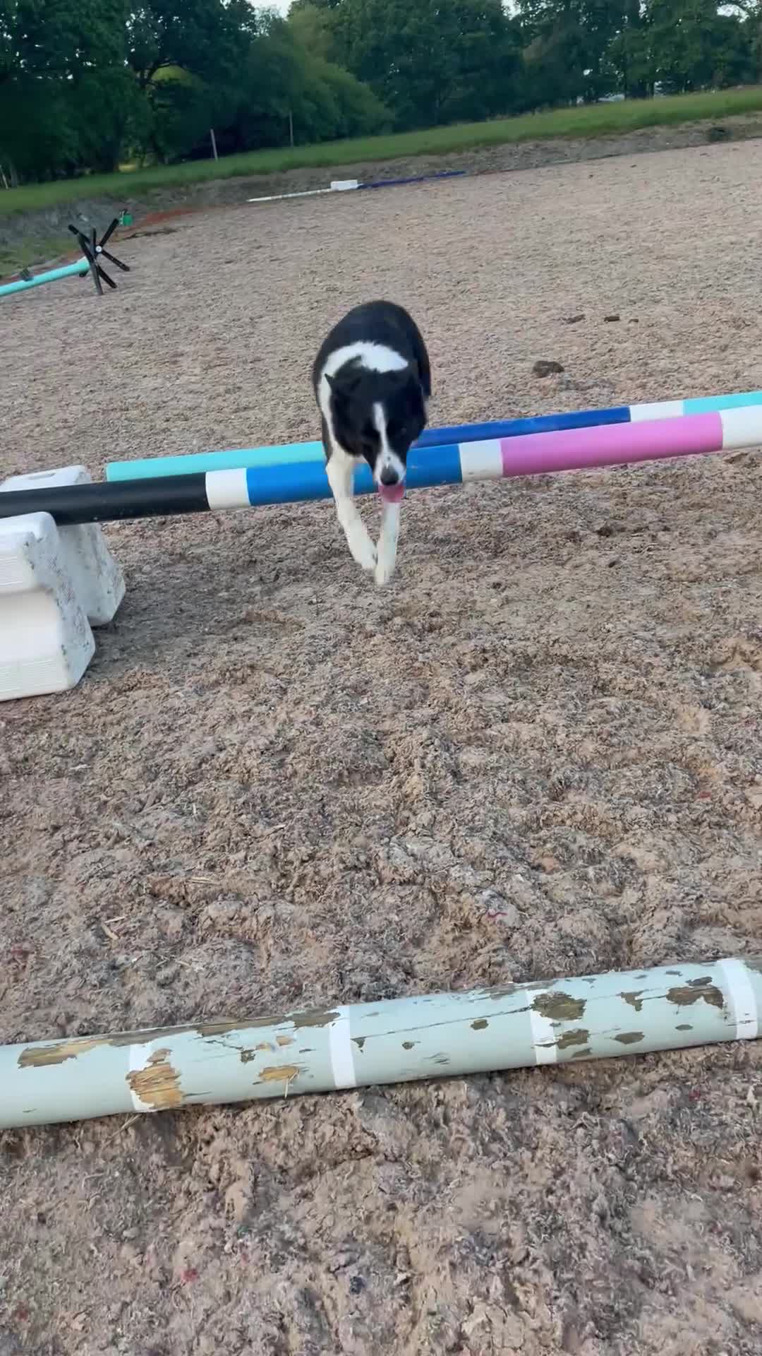 Border Collie dogs for sale: A loving border collie  - Video 1