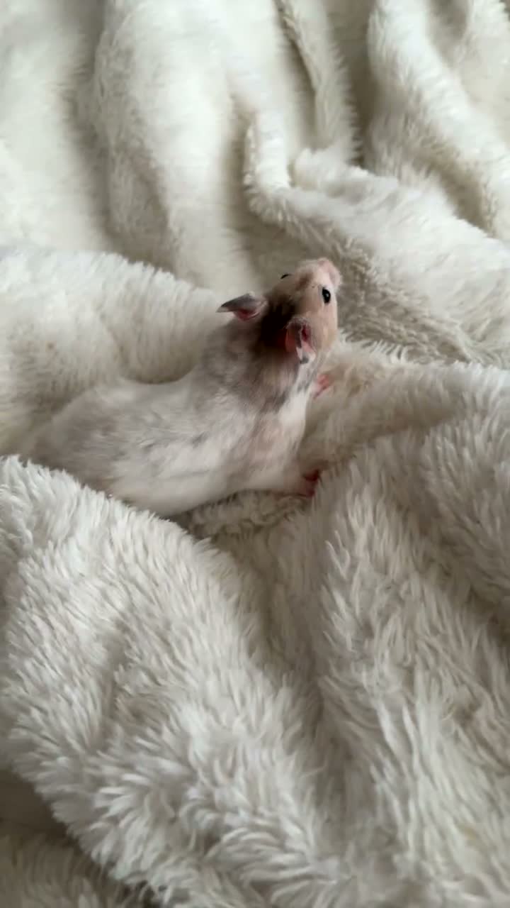 Hamster rodents for sale: Syrian hamster  in Bath - Video 2