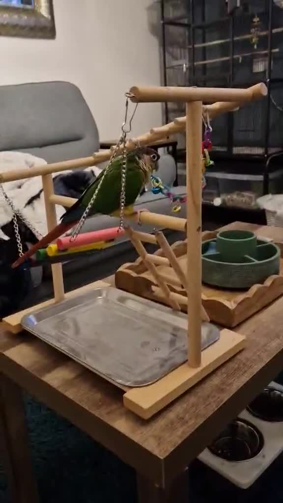 Conures birds for sale: Skittles 2 year old  - Video 1