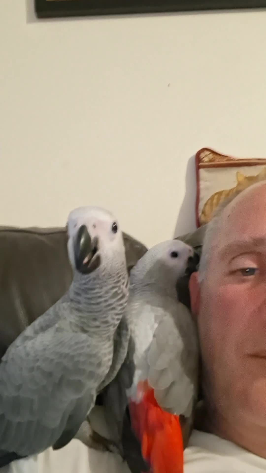 Parrots birds for sale: African Grey, hand reared - Video 1