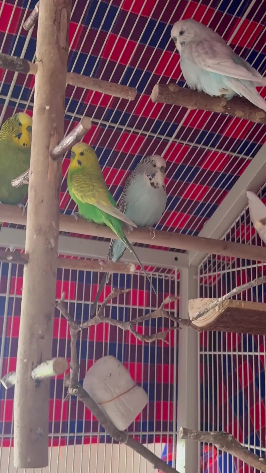 Budgerigars birds for sale: 5 Male Budgies for Good Home in Colchester - Video 1