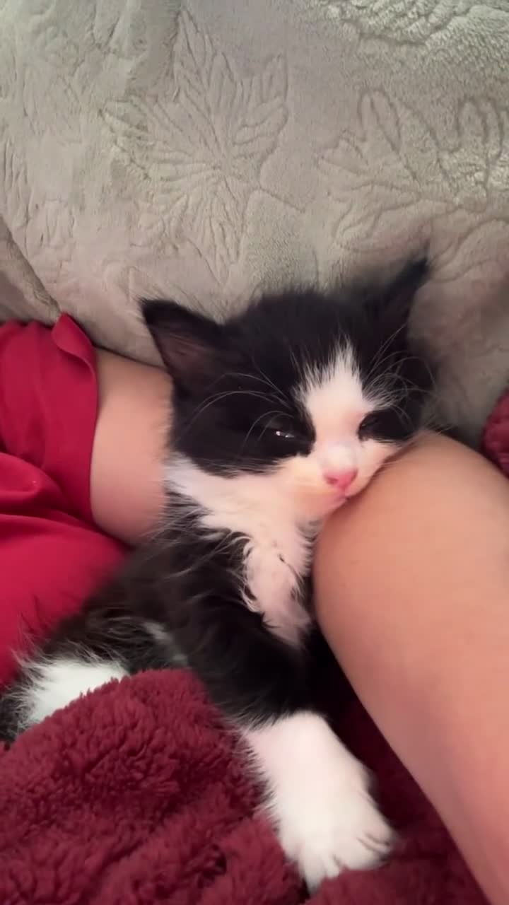 Mixed Breed cats for sale: Snuggly princess  in Weybridge - Video 1