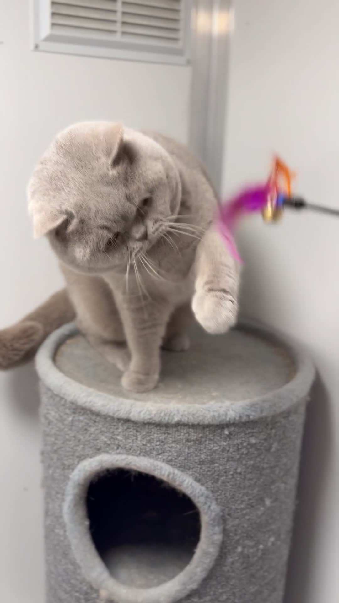 British Shorthair cats for stud: Gorgeous impgr Champion Bexivia Xavier blood B  in Leeds - Video 1