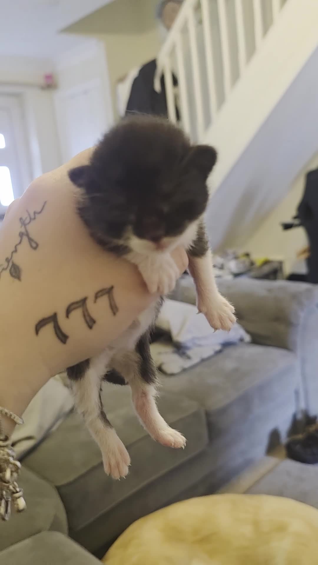 Mixed Breed cats for sale: 3 beautifuk kittens - Video 2