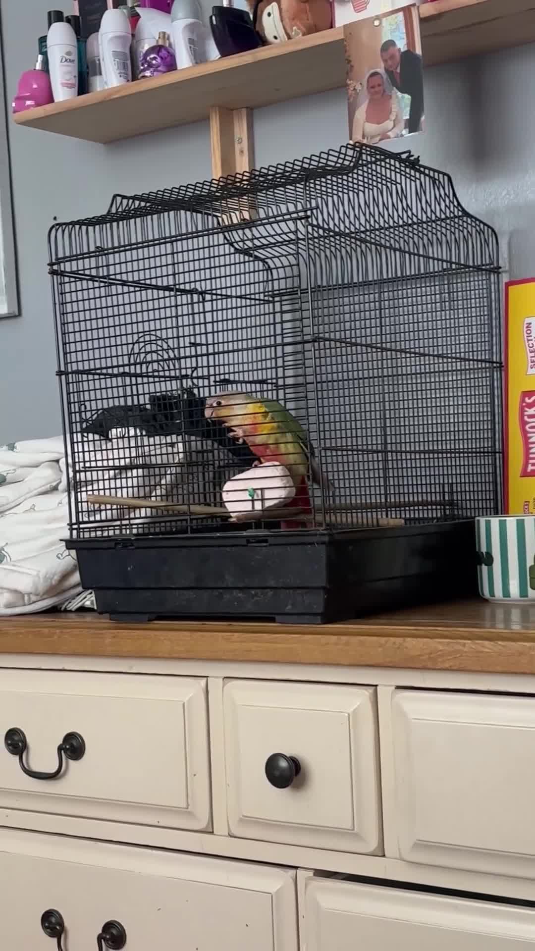 Conures birds for sale: Hand-reared baby conure - Video 4