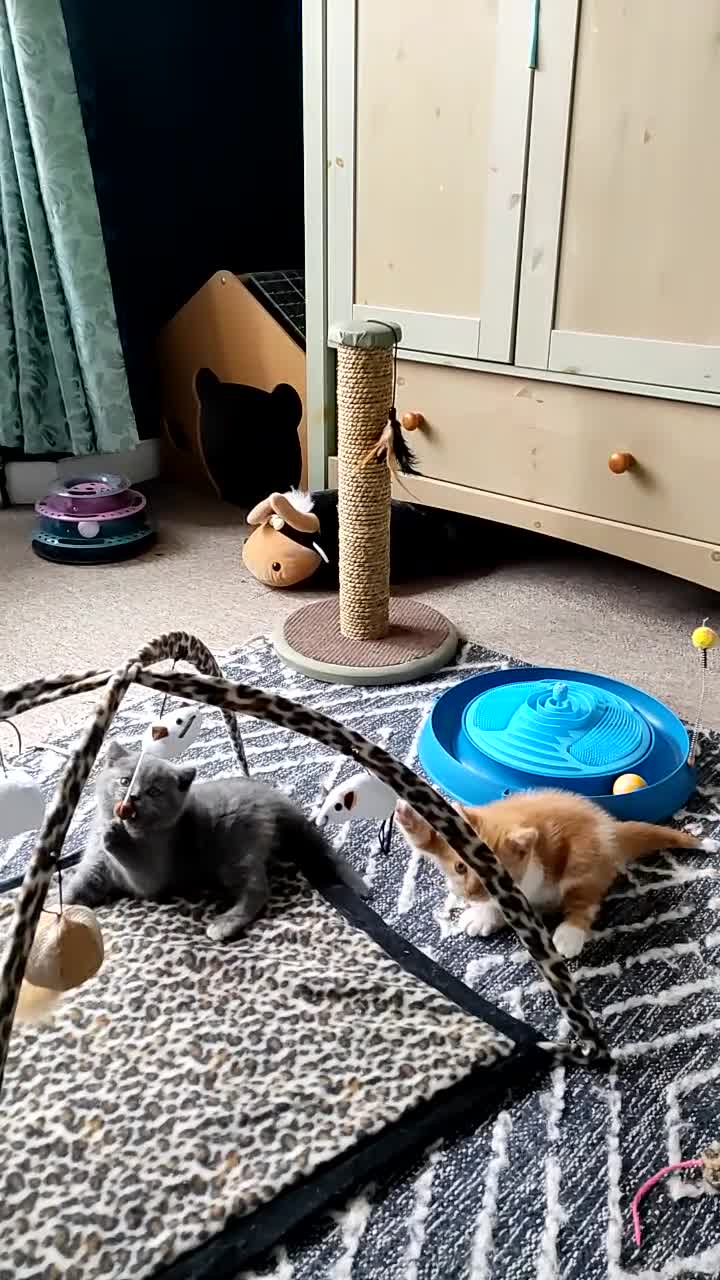 British Shorthair cats for sale: Champ lines gorgeous GCCF reg  girls (2 litters!) in London - Video 1