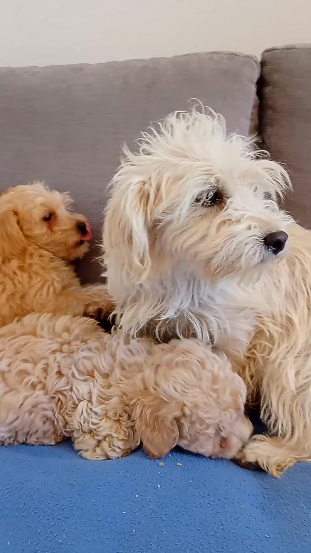 Jackapoo dogs for sale: Jackapoo - Video 3