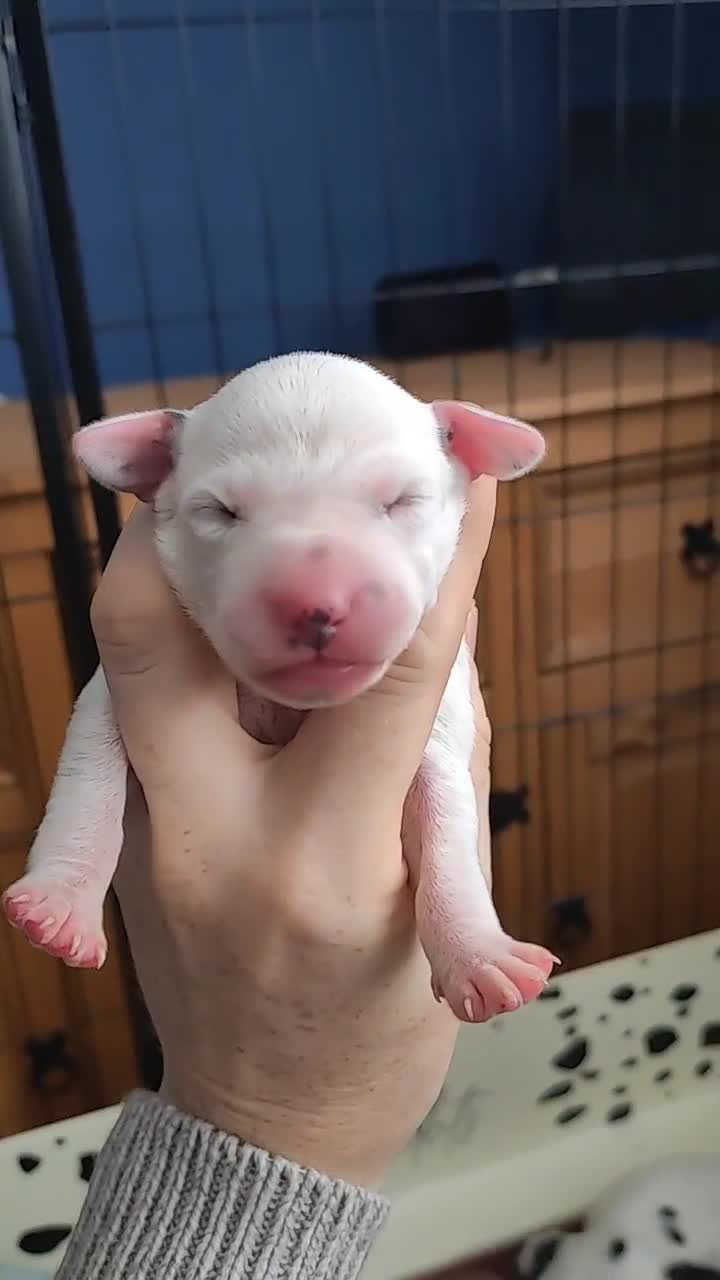 Dalmatian dogs for sale: Kc registered dalmatians  - Video 3