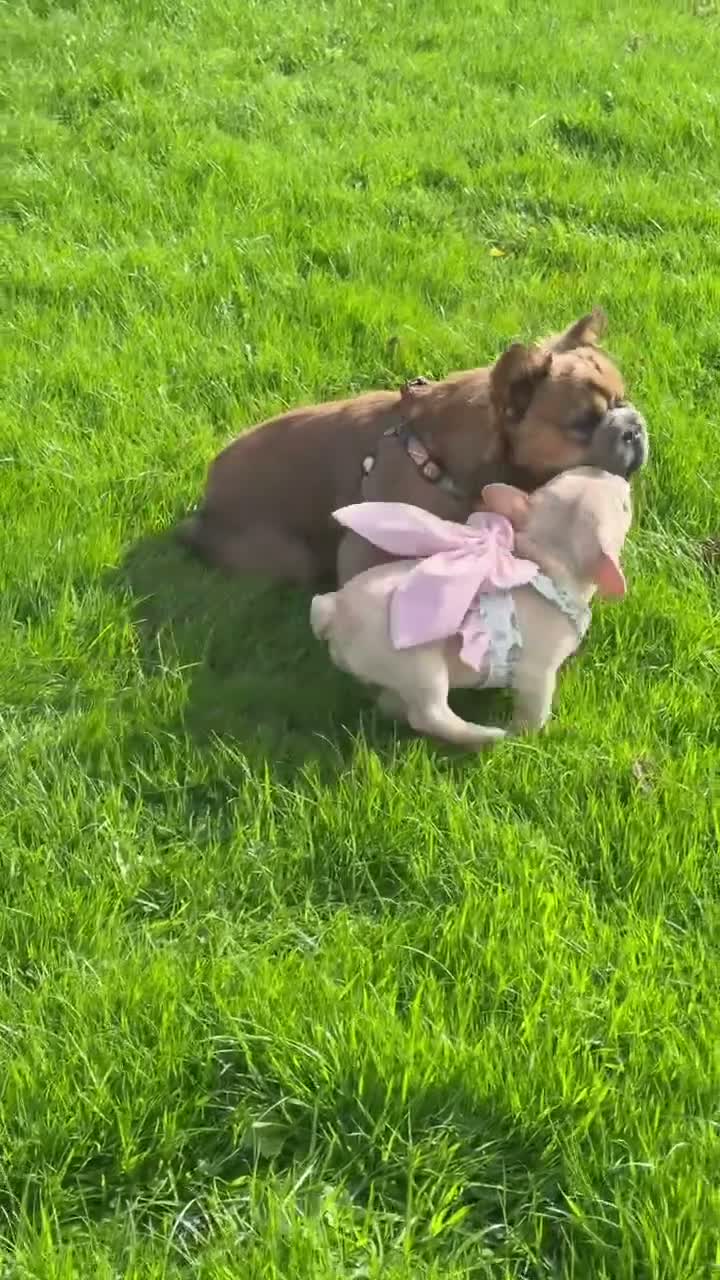 French Bulldog dogs for sale:  French bulldog puppies/Health Tested Parent - Video 1
