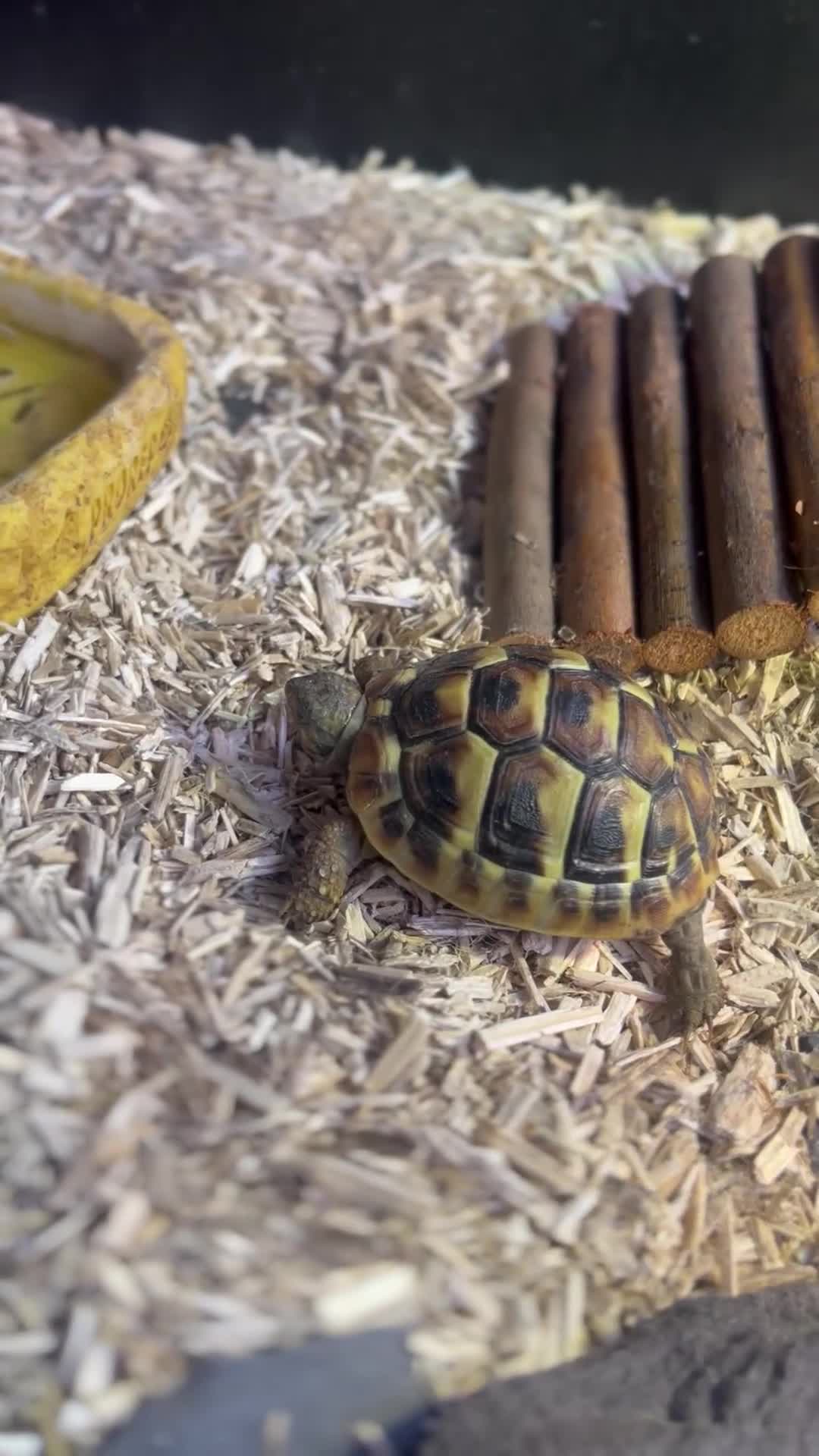 Tortoise reptiles for sale: Tortoise in London full set up and certificate  - Video 1