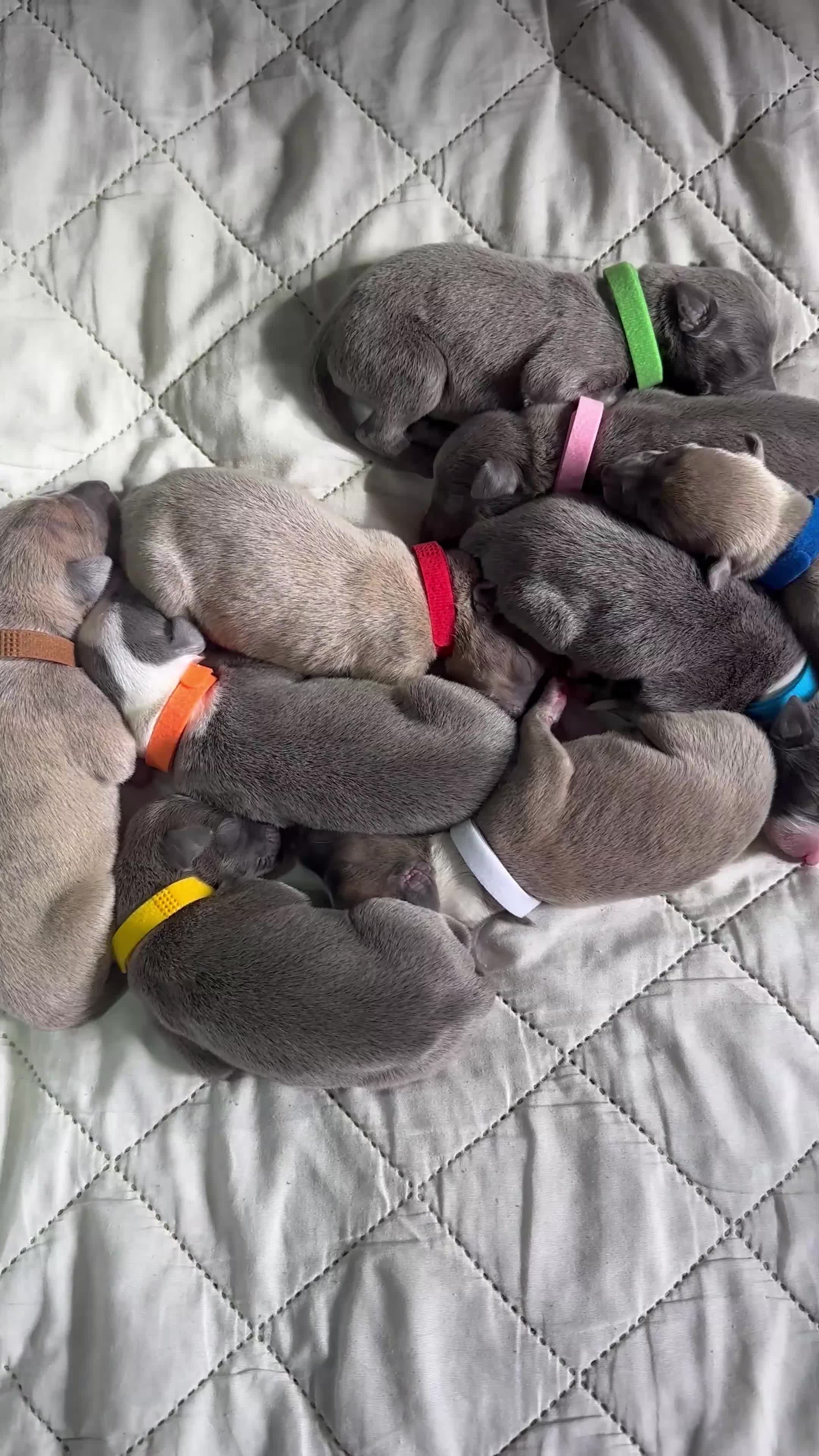 Whippet dogs for sale: Pedigree Purebred Blue and Two Toned Whippets - Video 1
