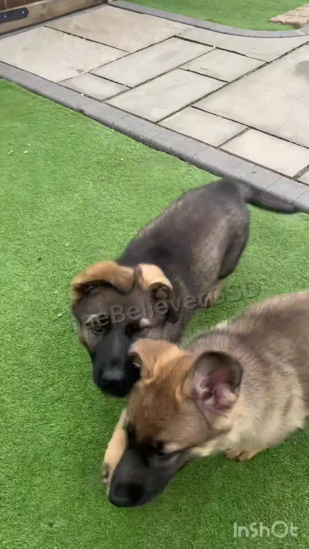 German Shepherd dogs for sale: KC Reg full health tested gorgeous pups ❤️ - Video 1