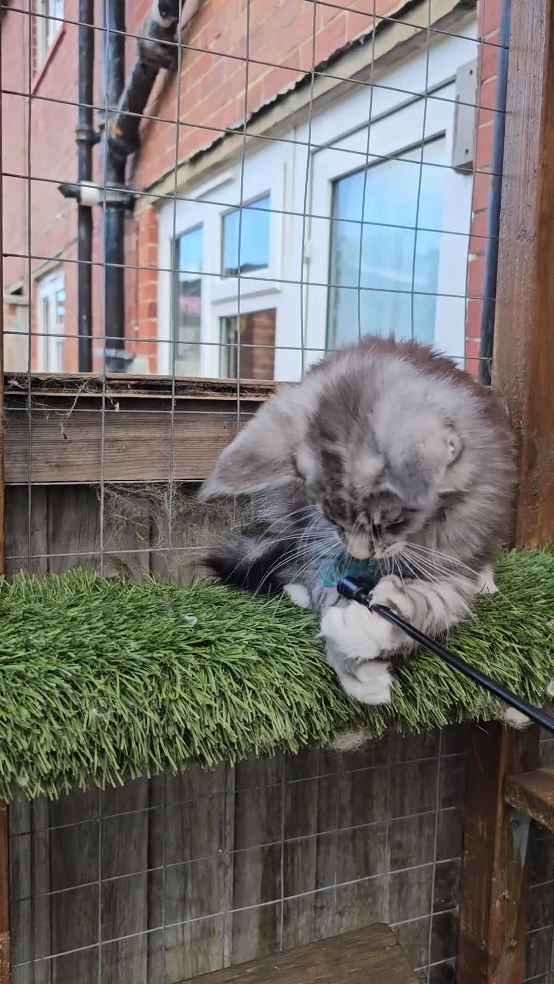 Maine Coon cats for sale: TICA polydactyl maine coon kittens - Video 2