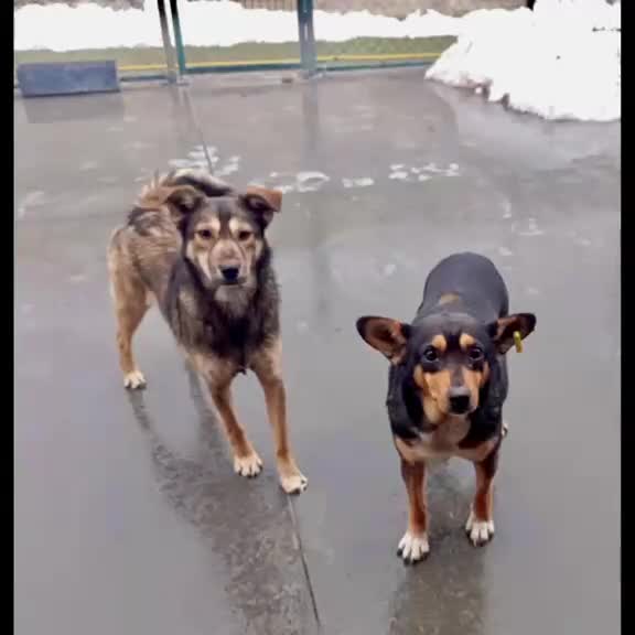 Mixed Breed dogs for adoption: Coral, 2 yrs approx. Available for adorion in Brixham - Video 1